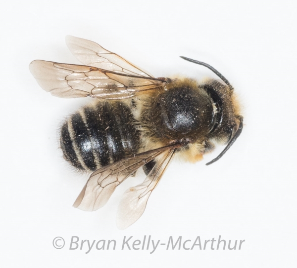 Photo of Megachile frigida by Bryan Kelly-McArthur